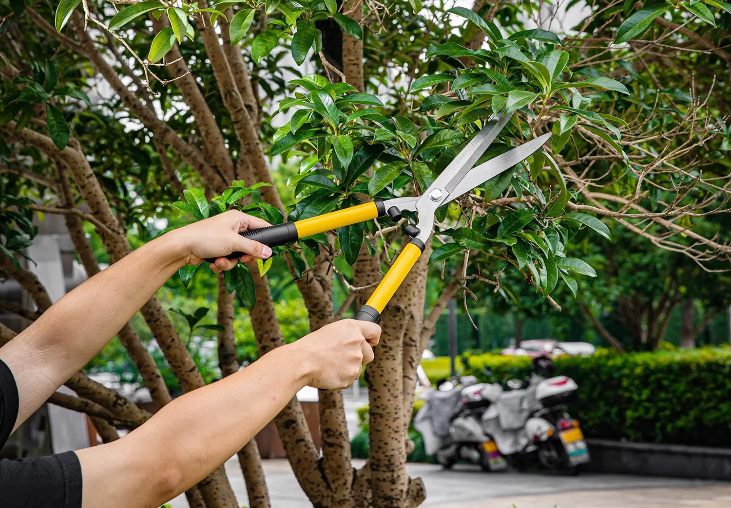 Tại sao chúng ta cần cắt làm vườn?